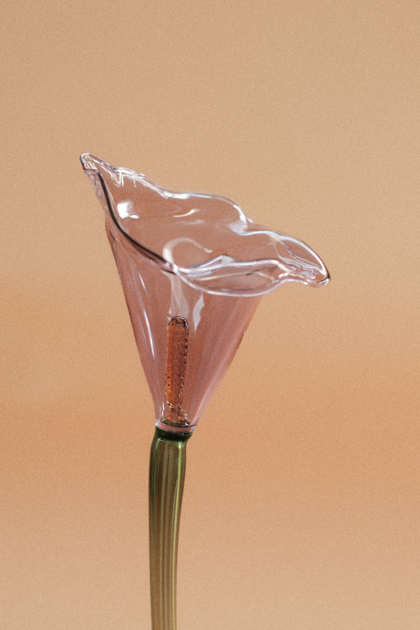 Flor Cala Malva