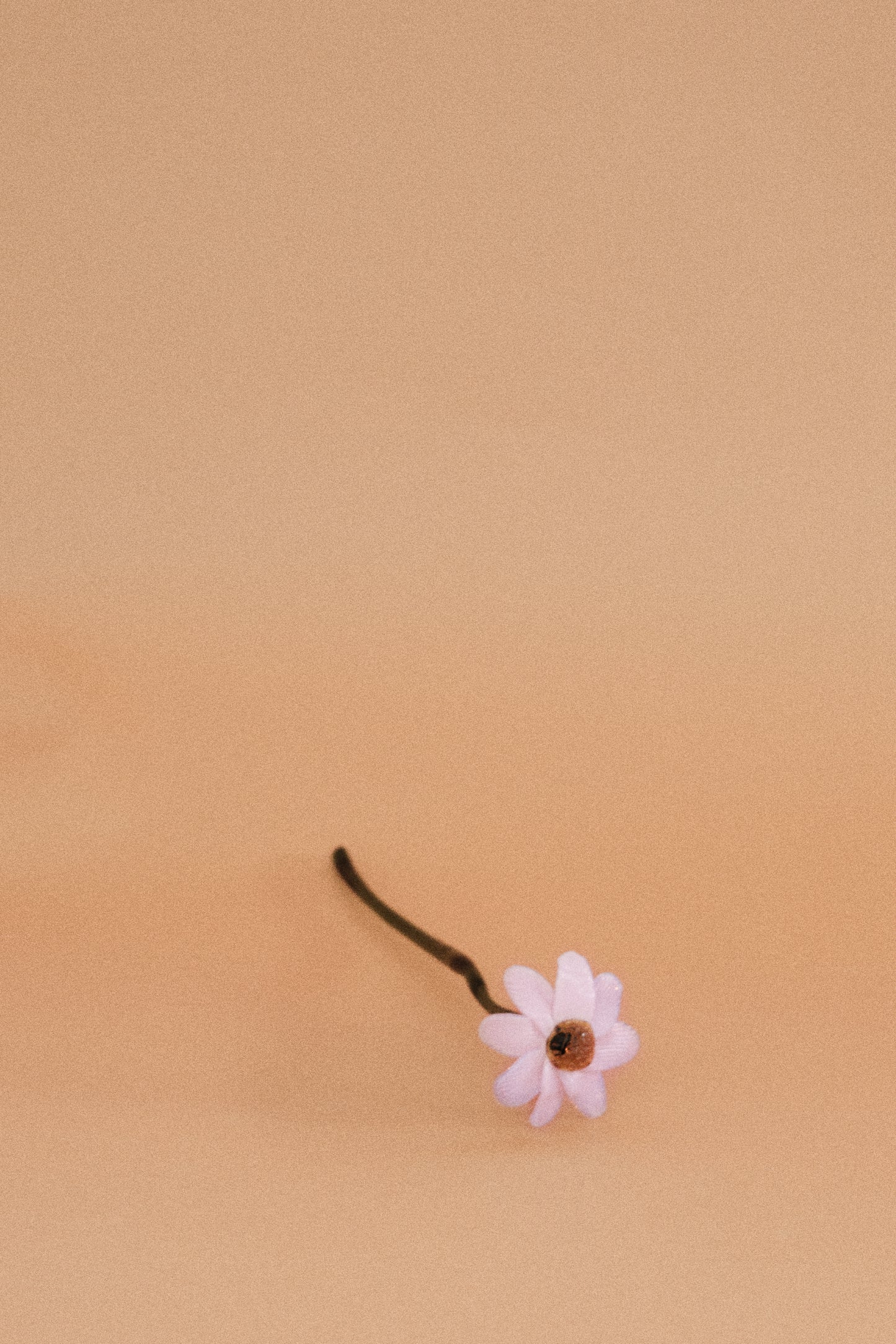 Flor Margarita Rosa Chic