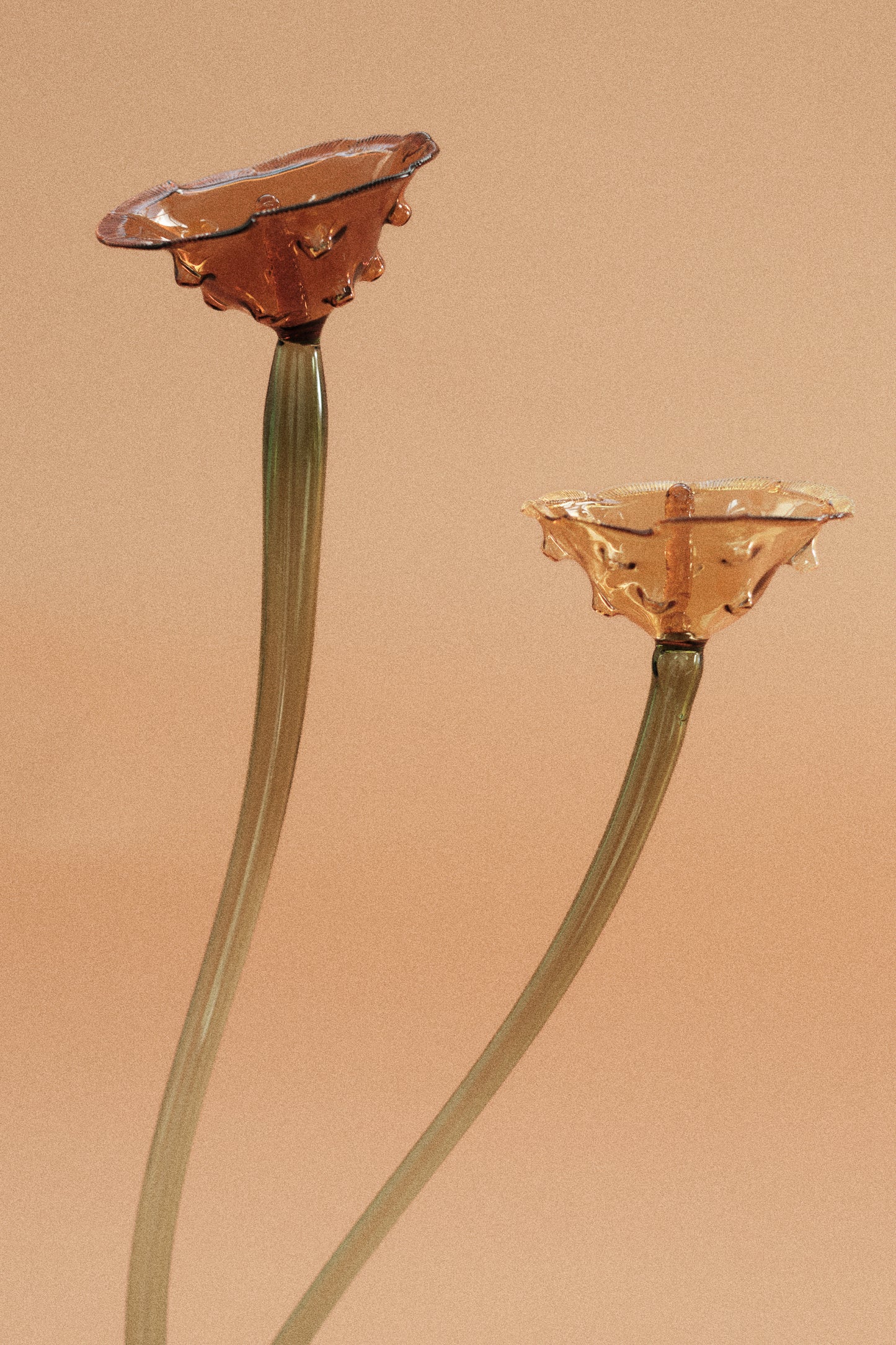 Flor Amapola Limón