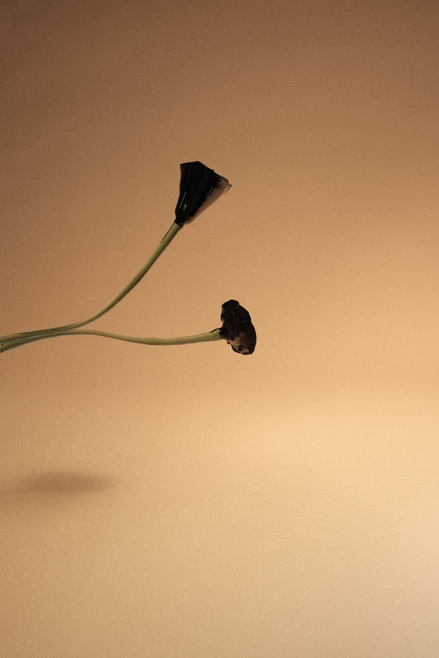 Flor Amapola Negra