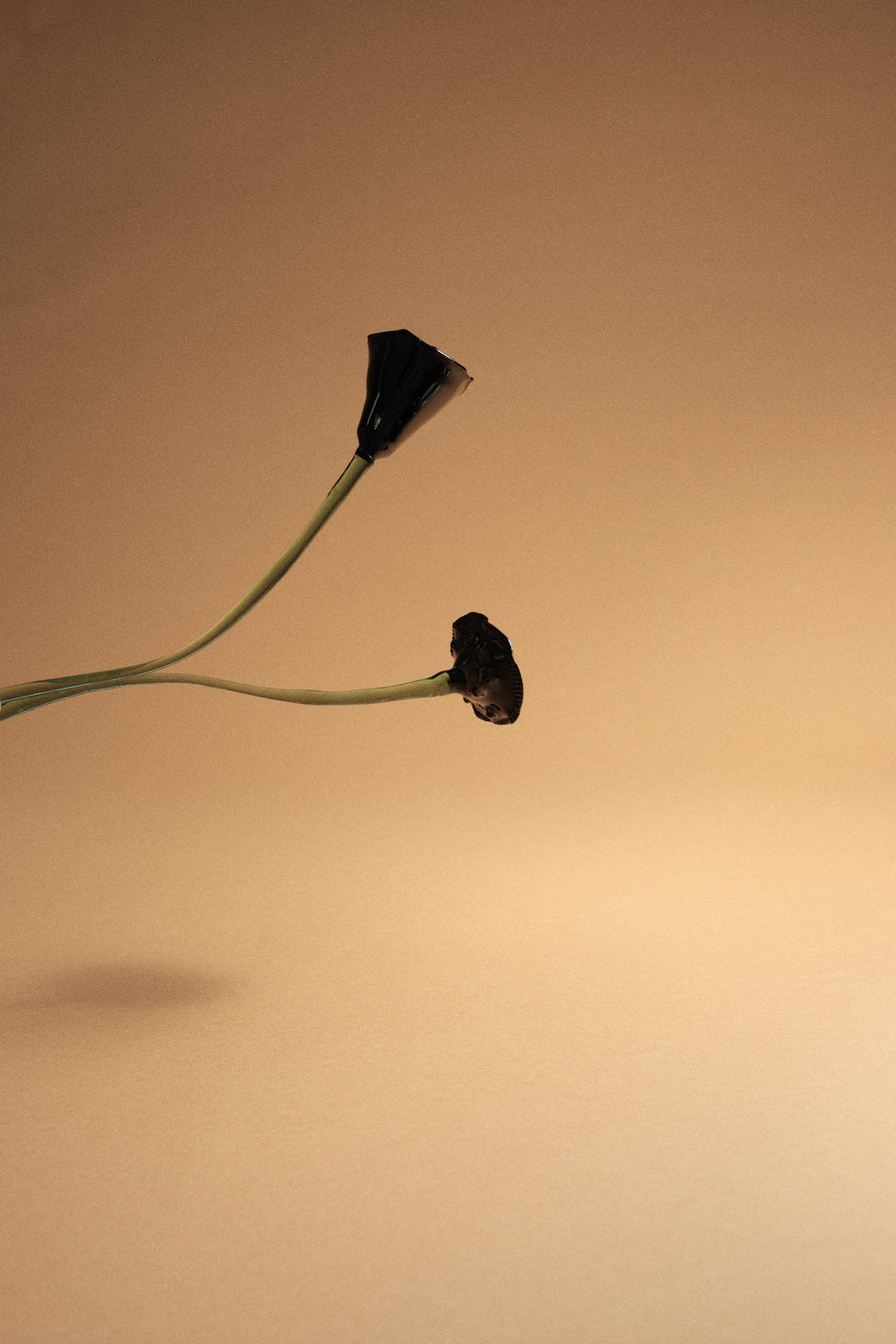 Flor Amapola Negra