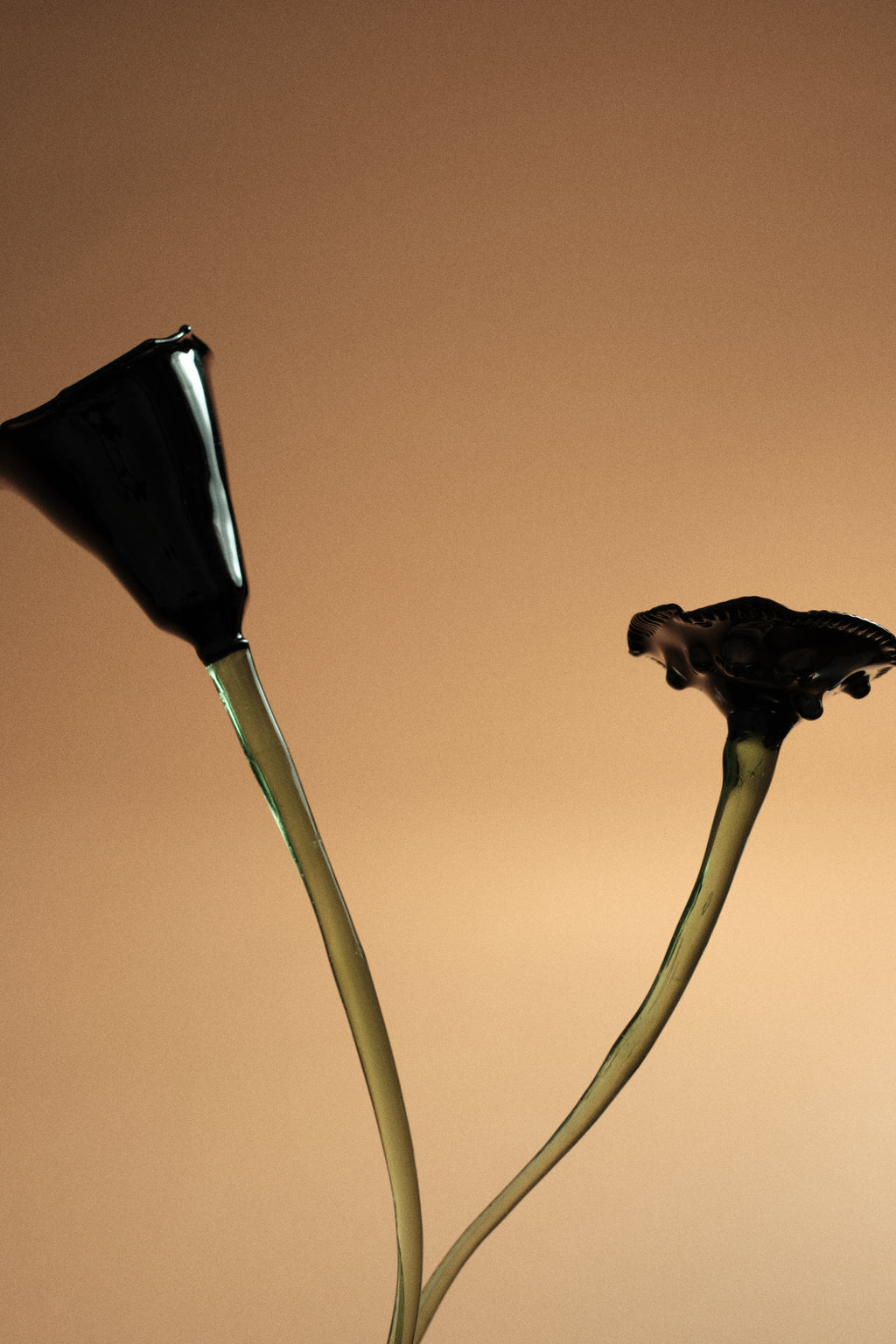 Flor Amapola Negra