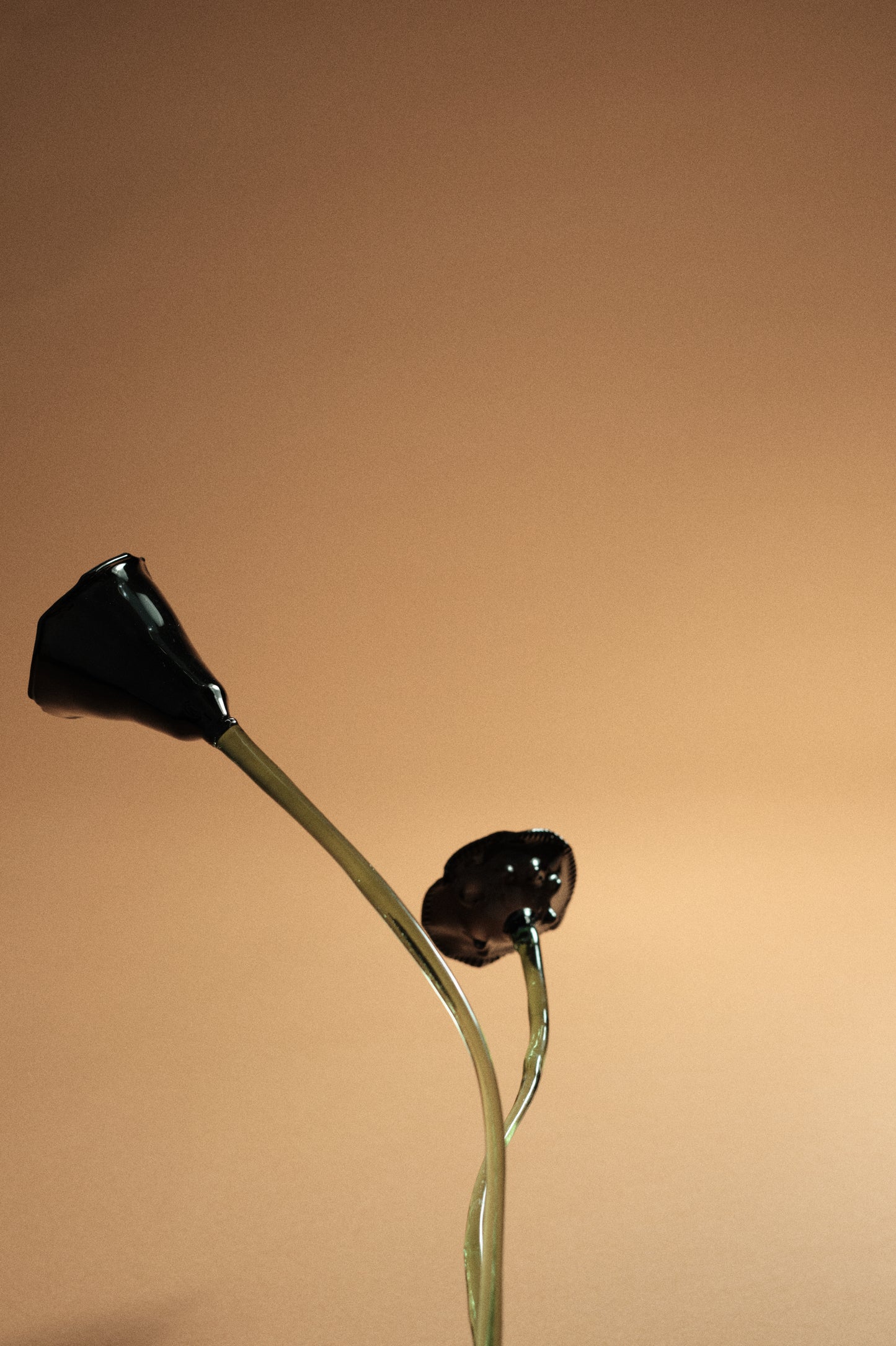 Flor Amapola Negra