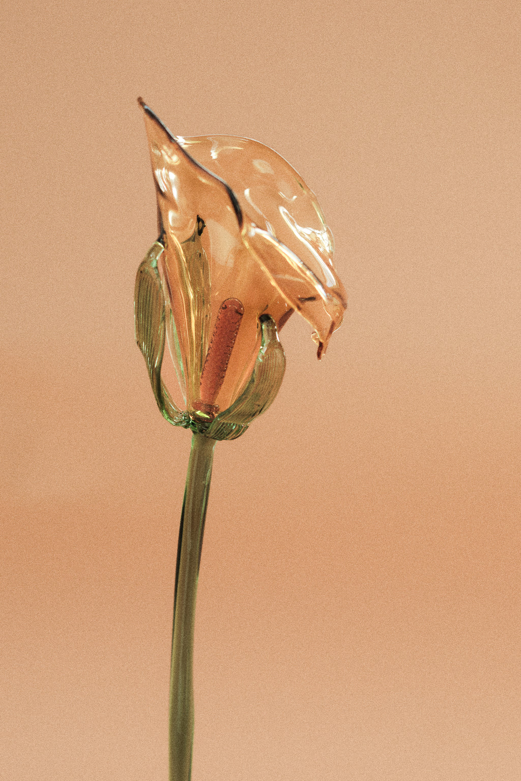 Flor Cala Amarilla con hojas