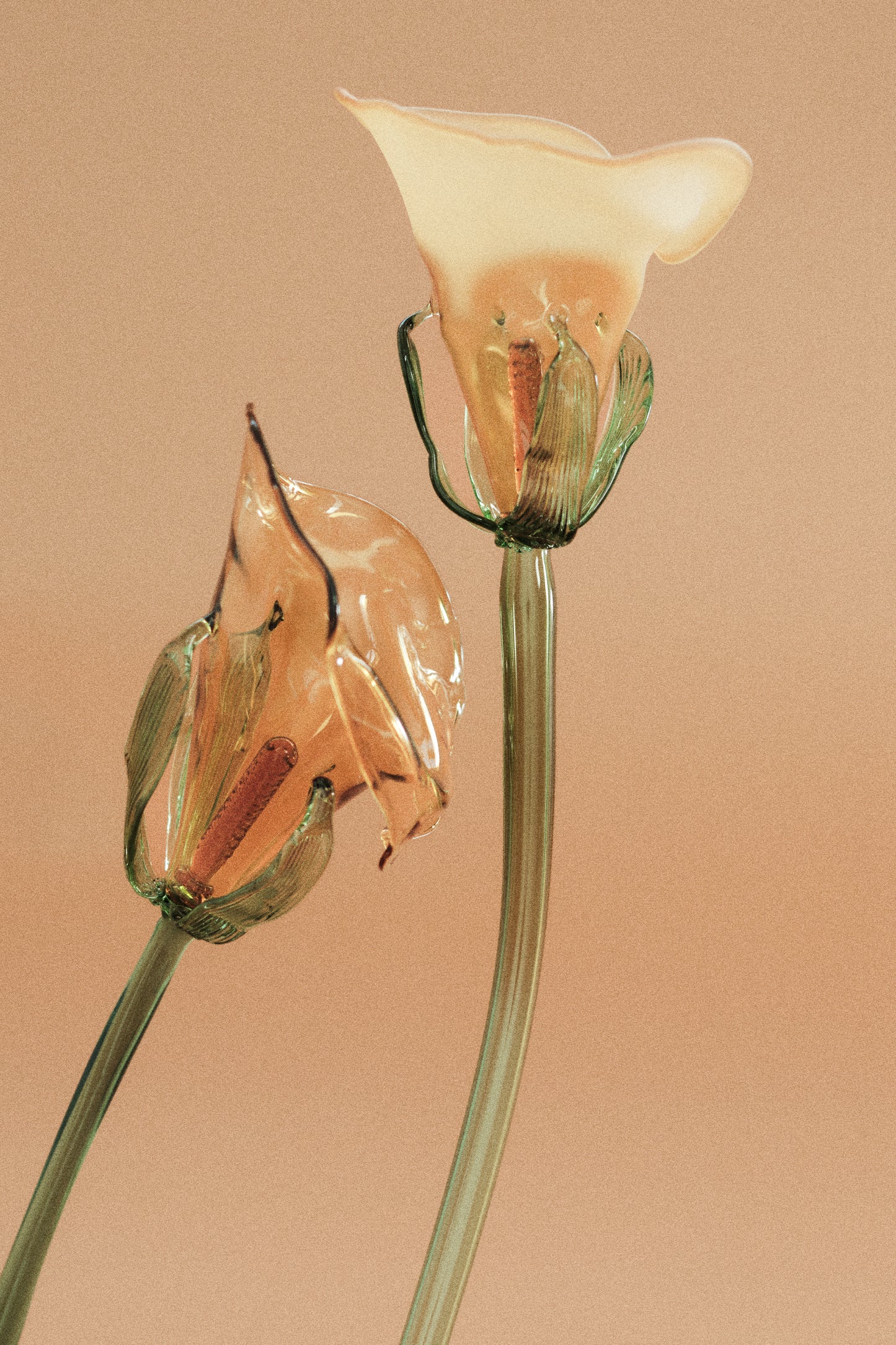 Flor Cala Amarilla con hojas