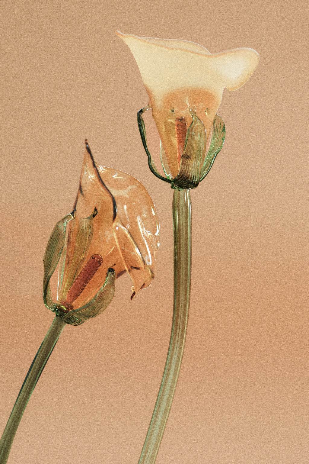 Flor Cala Amarilla con hojas