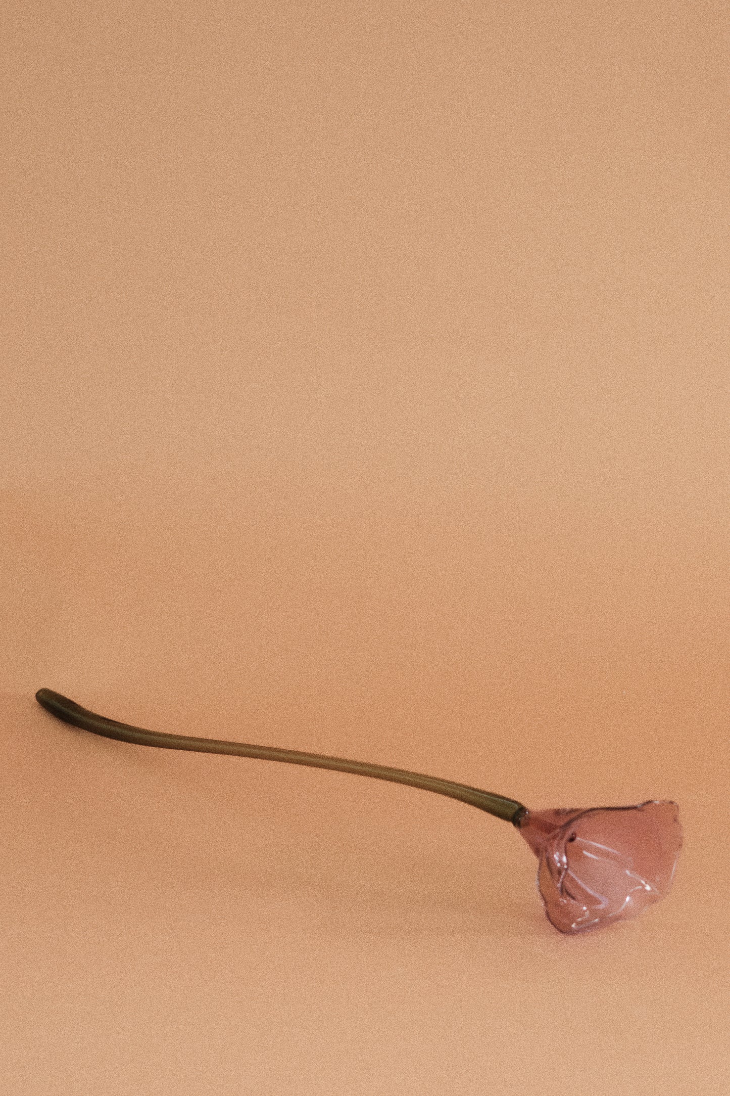 Flor Cala Malva