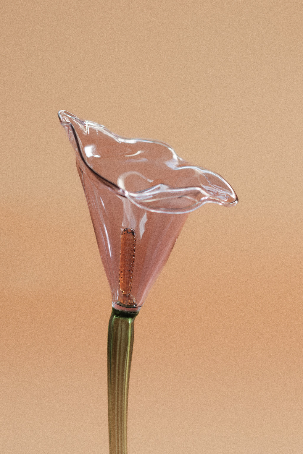 Flor Cala Malva