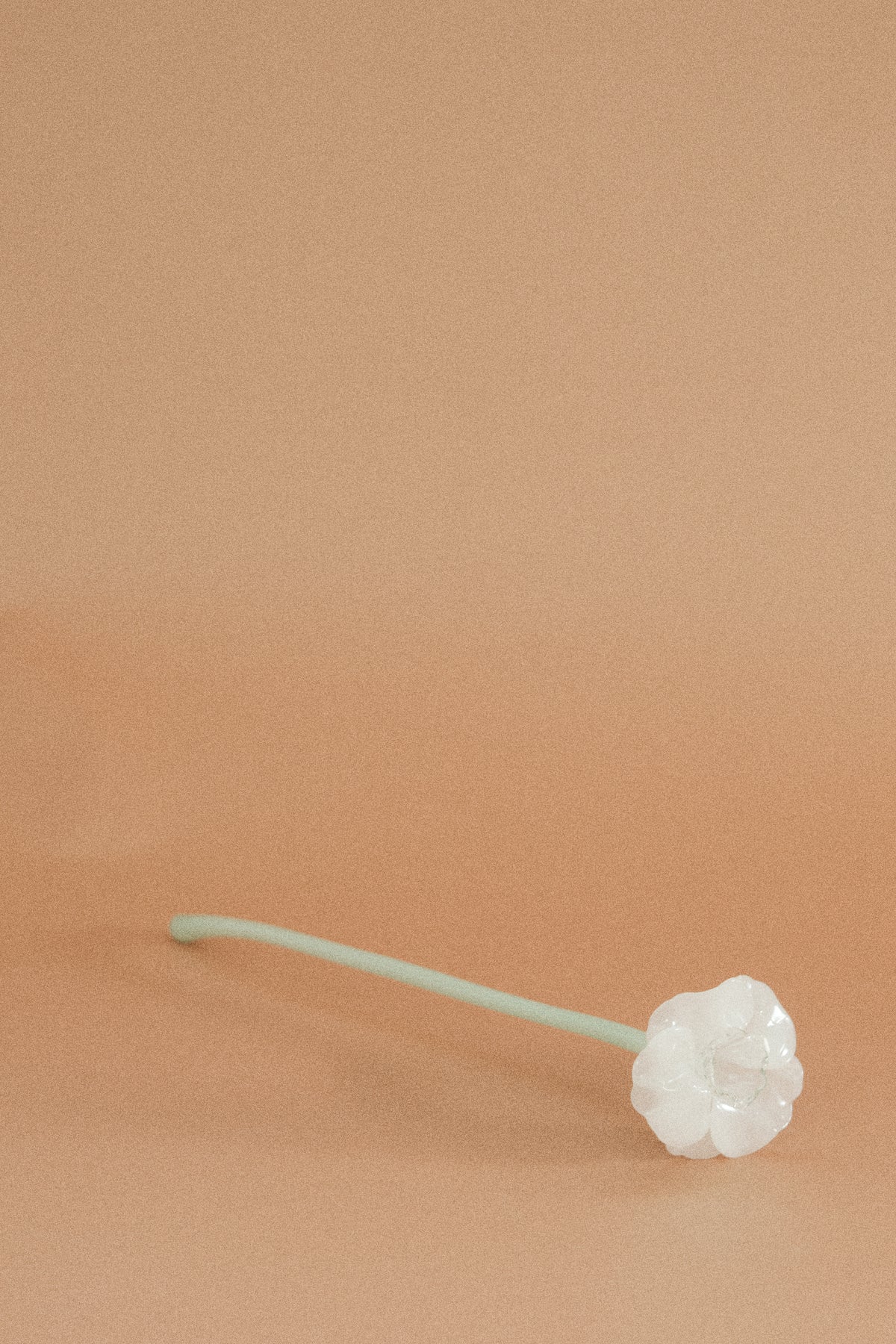 Flor Campanilla Blanca