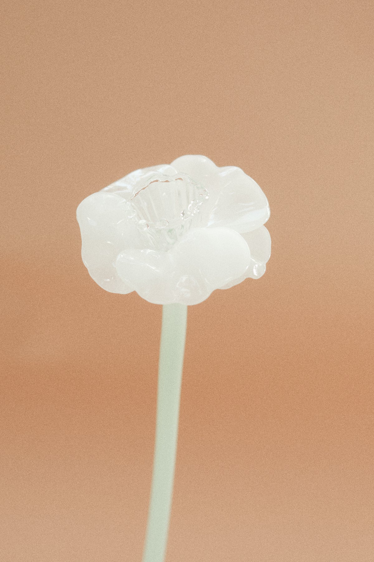 Flor Campanilla Blanca
