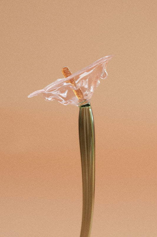 Flor Amapola Rosa traslúcida