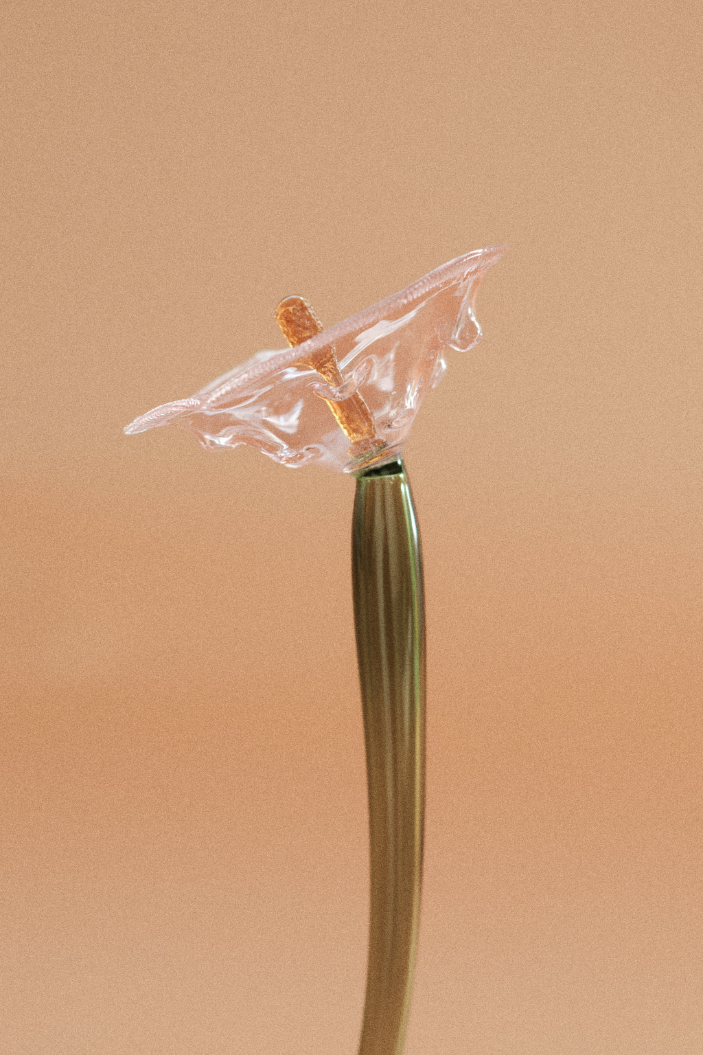 Flor Amapola Rosa traslúcida