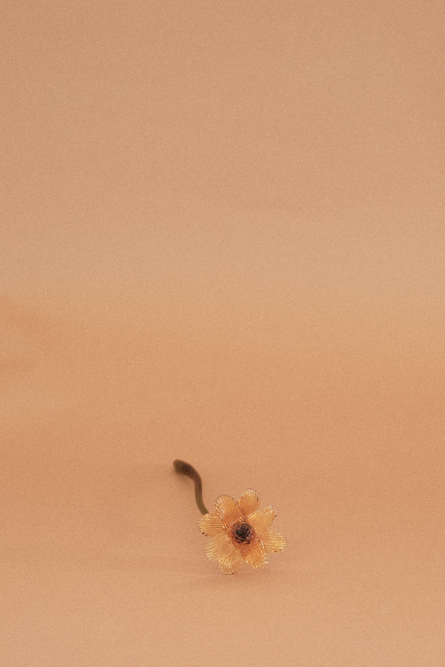 Flor Margarita Limón