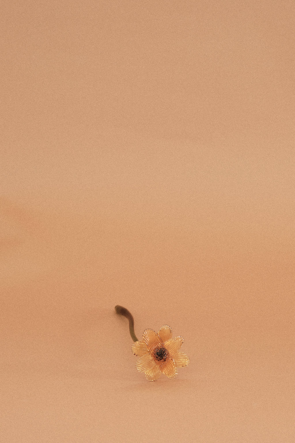 Flor Margarita Limón