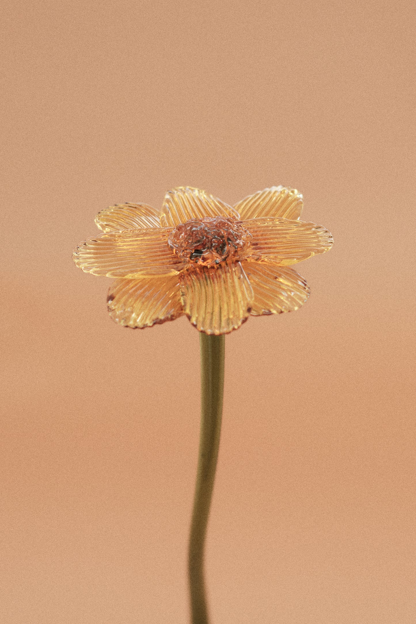 Flor Margarita Limón