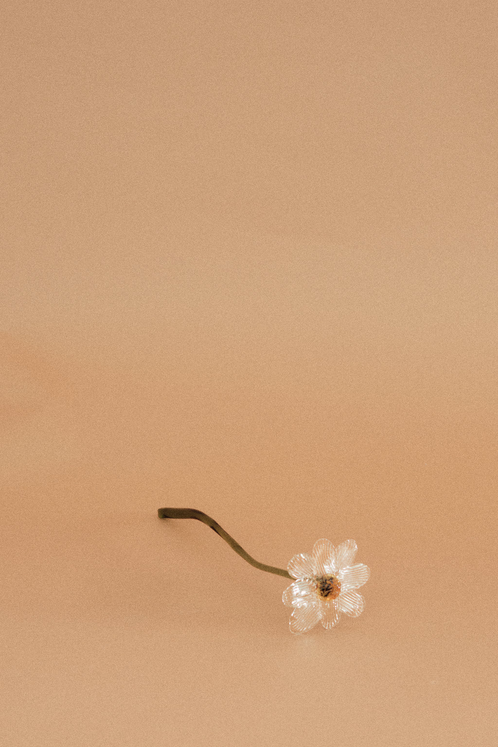Flor Margarita Incolora
