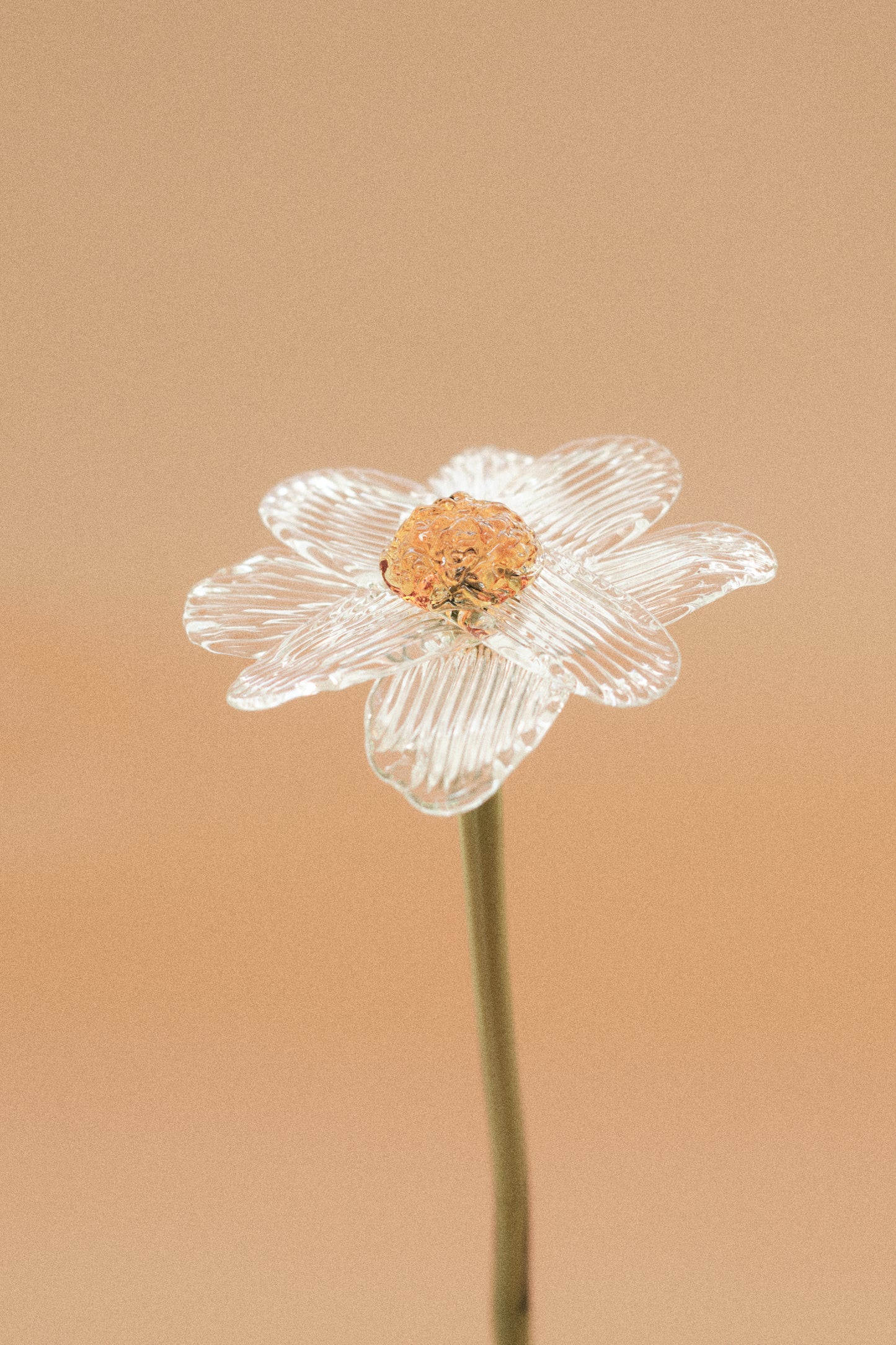 Flor Margarita Incolora