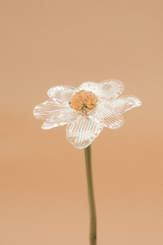 Flor Margarita Incolora