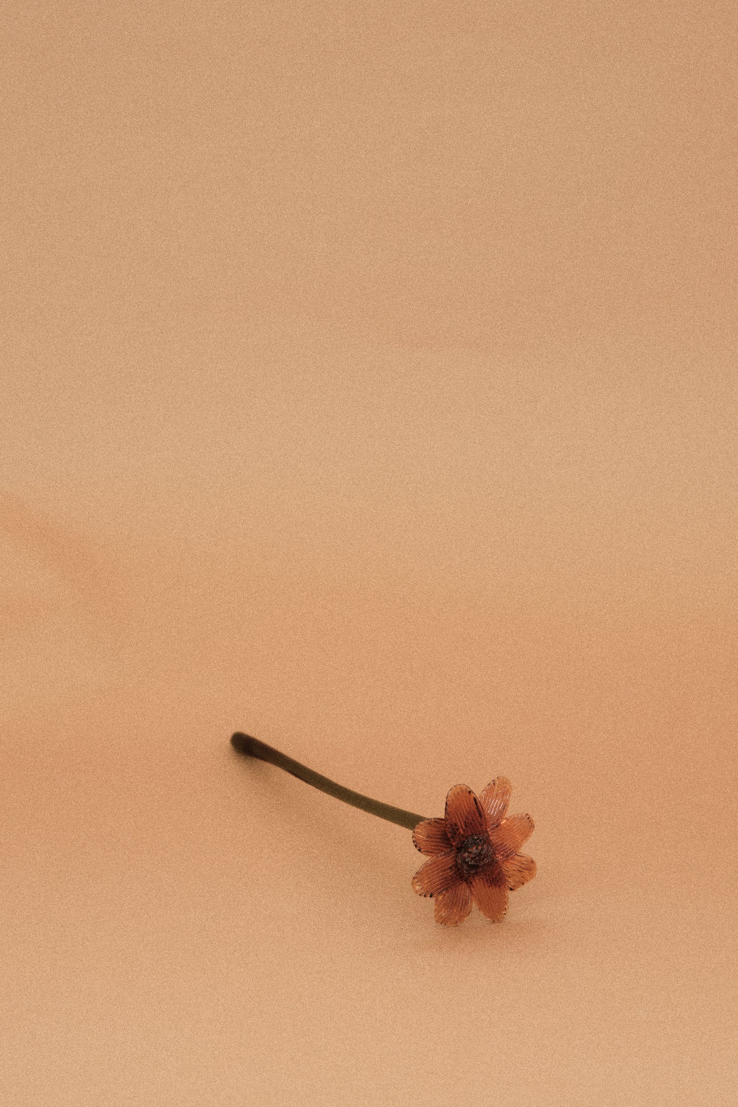Flor Margarita Naranja