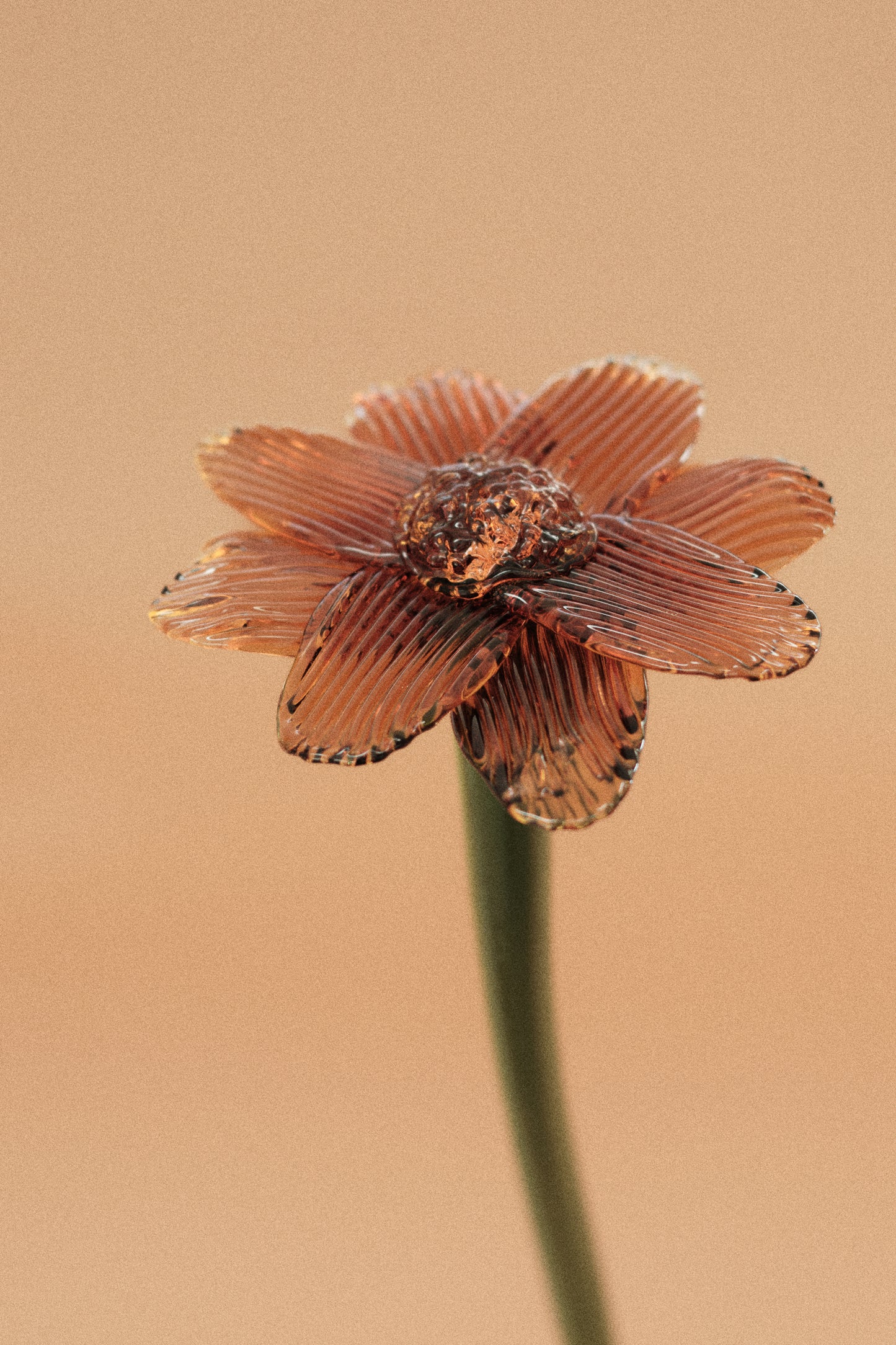 Flor Margarita Naranja