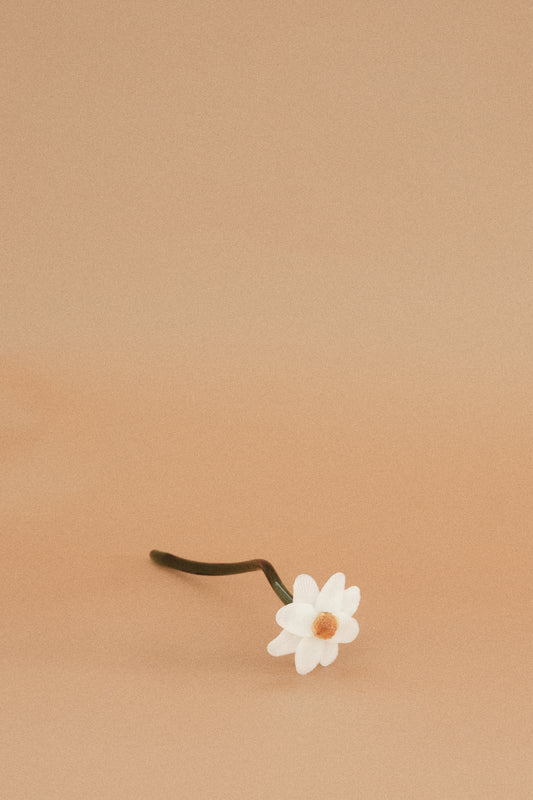 Flor Margarita Blanca