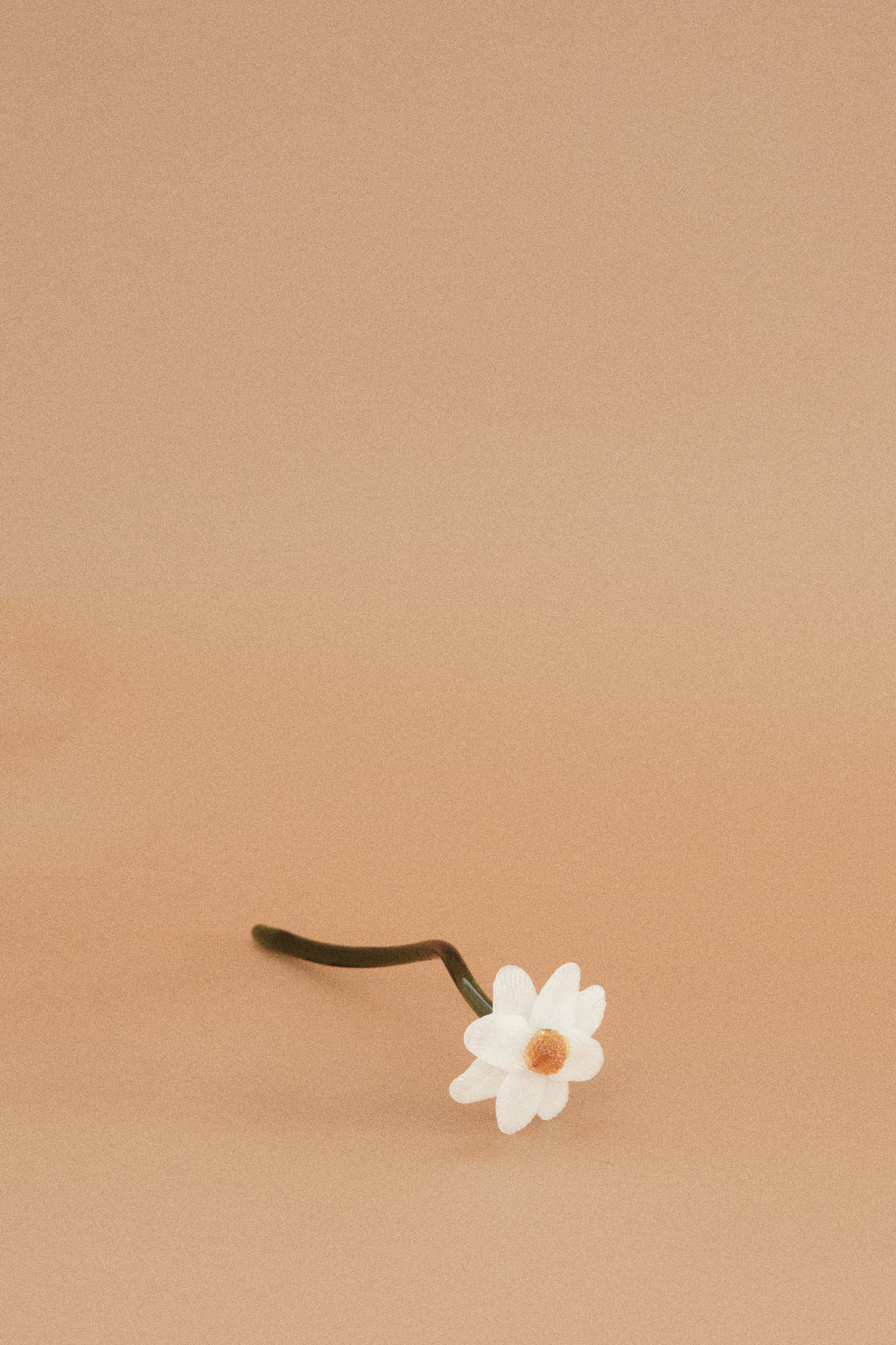 Flor Margarita Blanca