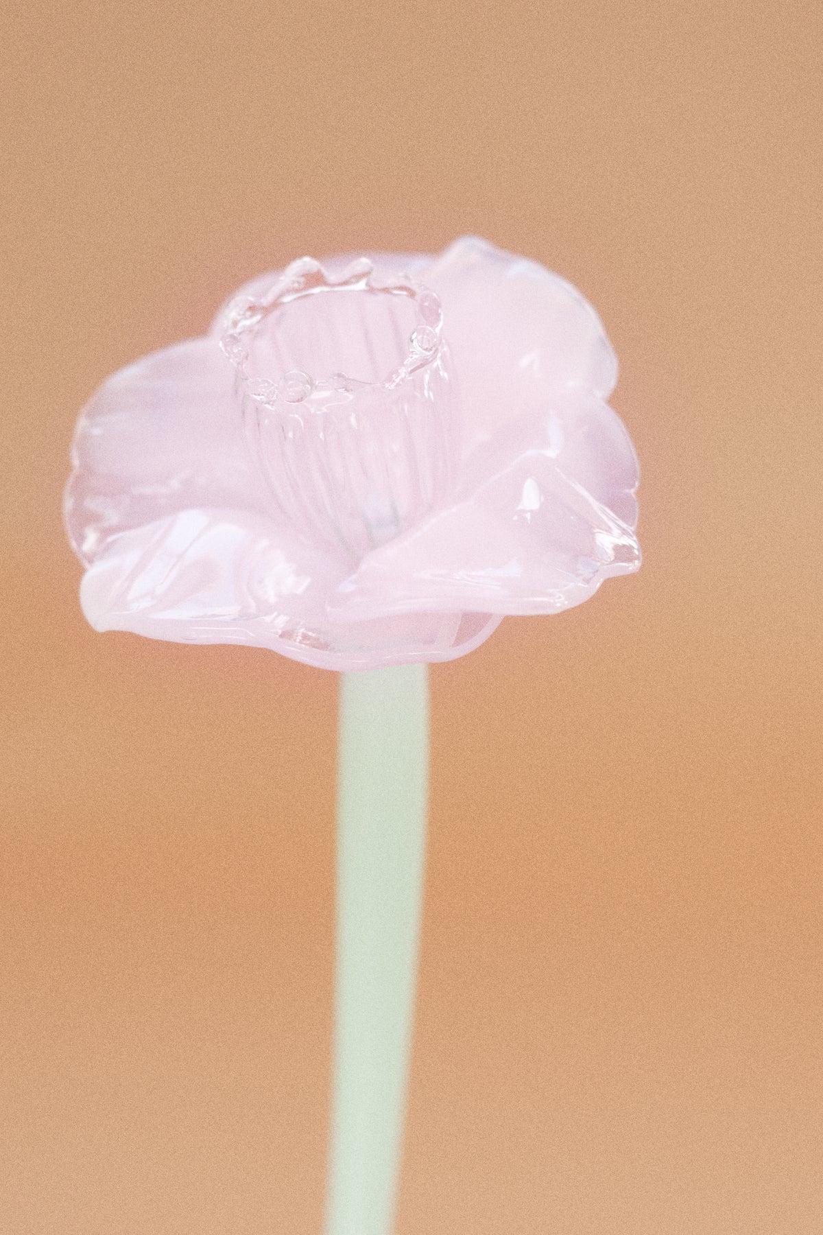 Flor Campanilla Rosa Chic y Traslúcido