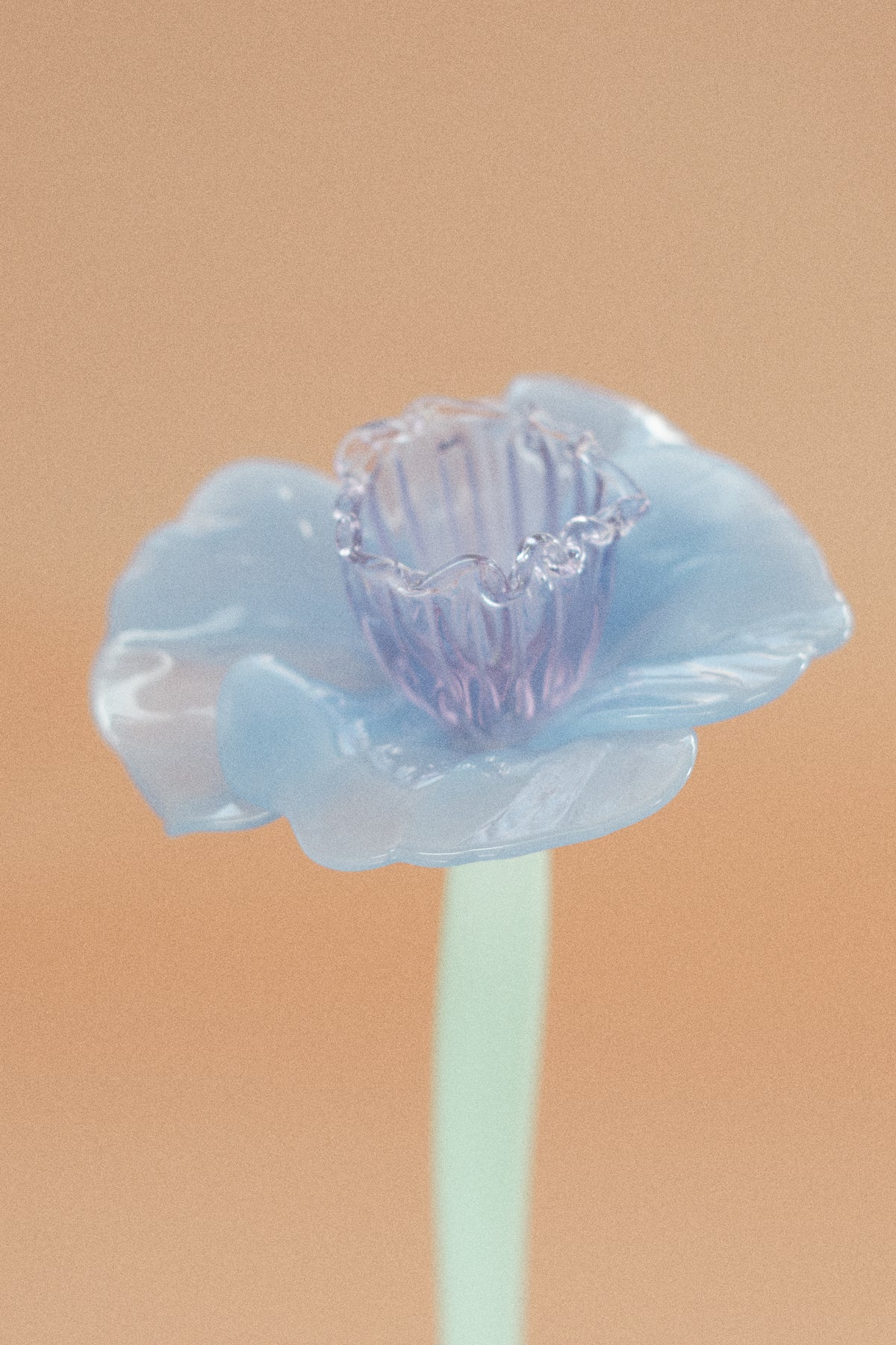 Flor Campanilla Malva