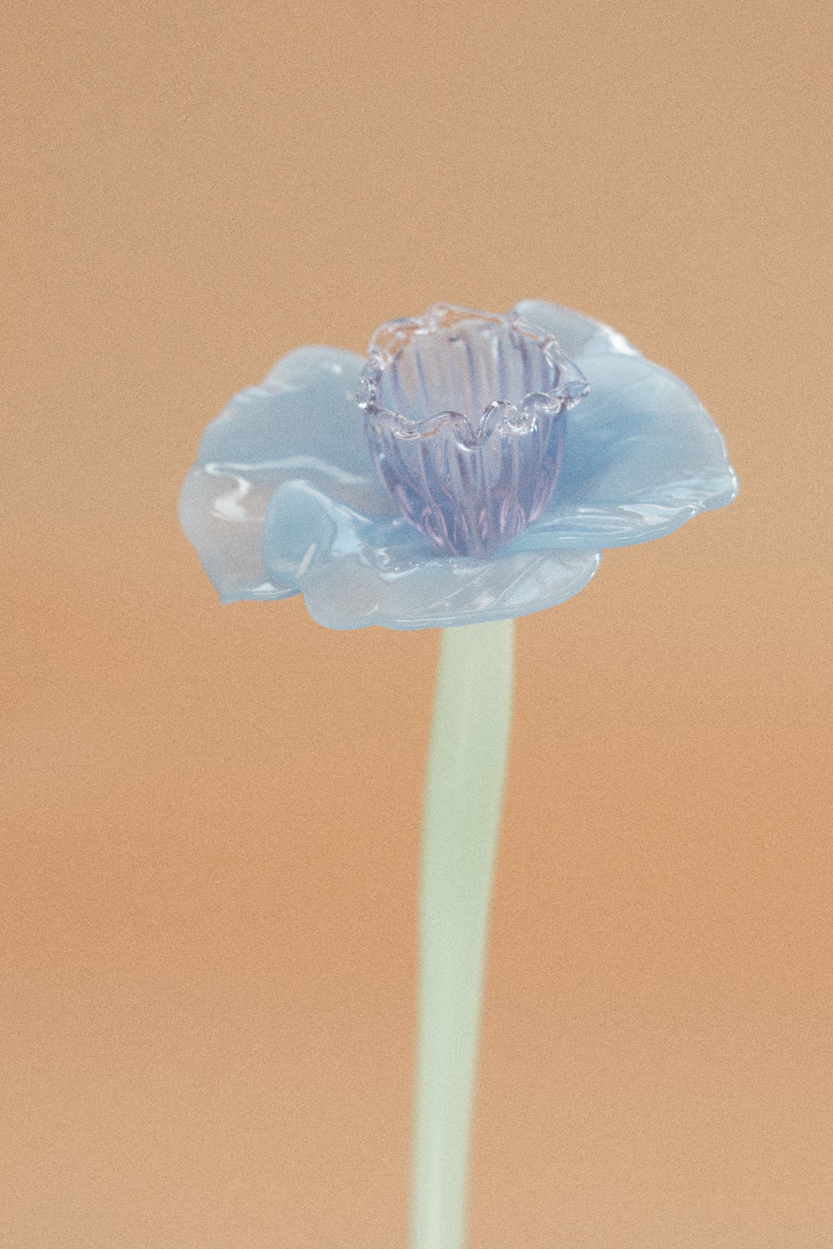 Flor Campanilla Malva