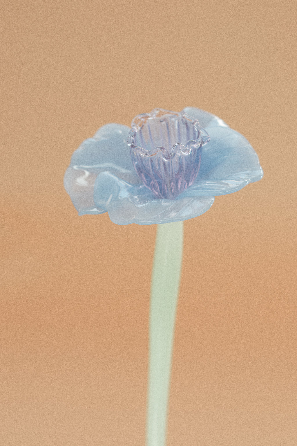 Flor Campanilla Malva