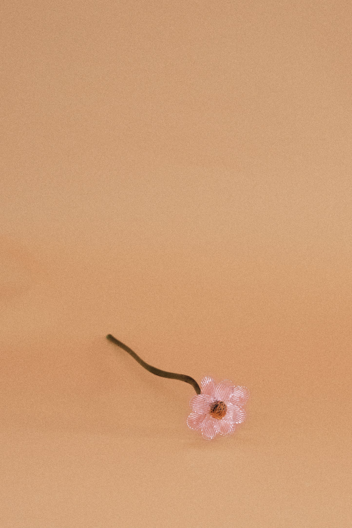 Flor Margarita Rosa Traslúcido