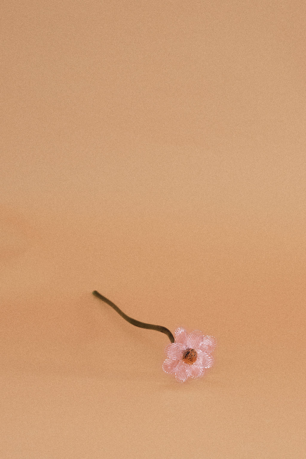 Flor Margarita Rosa Traslúcido