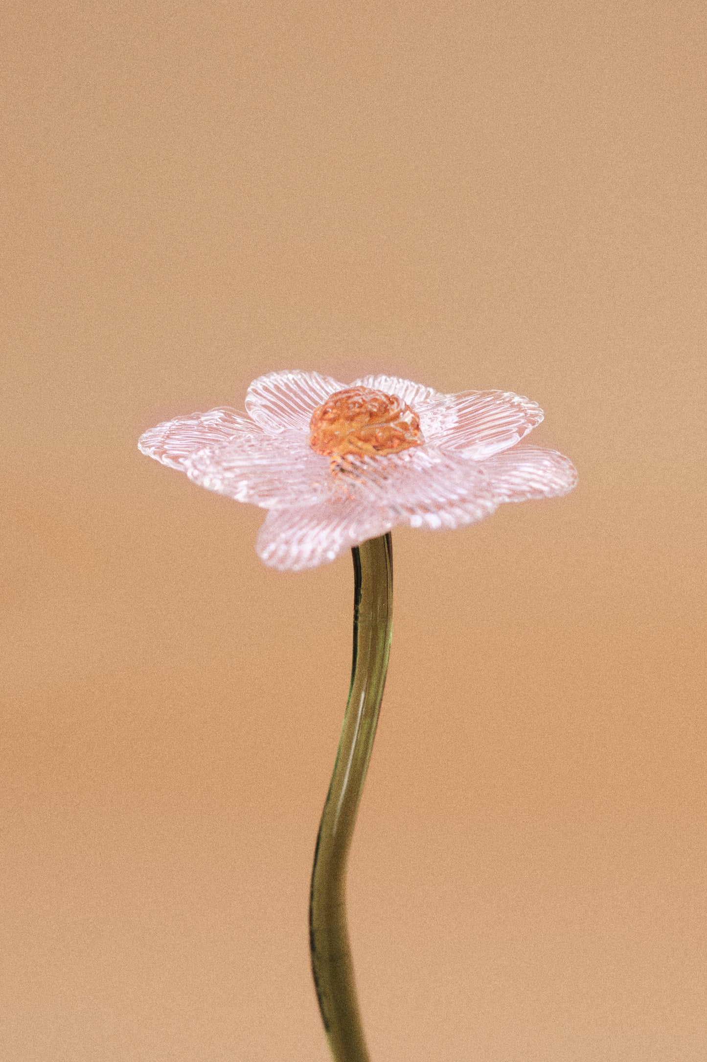 Flor Margarita Rosa Traslúcido