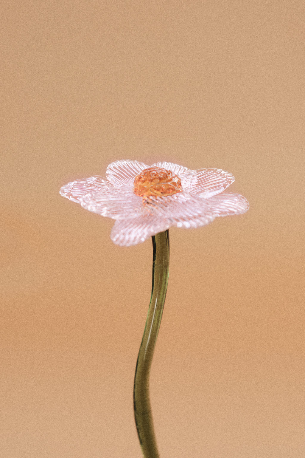 Flor Margarita Rosa Traslúcido