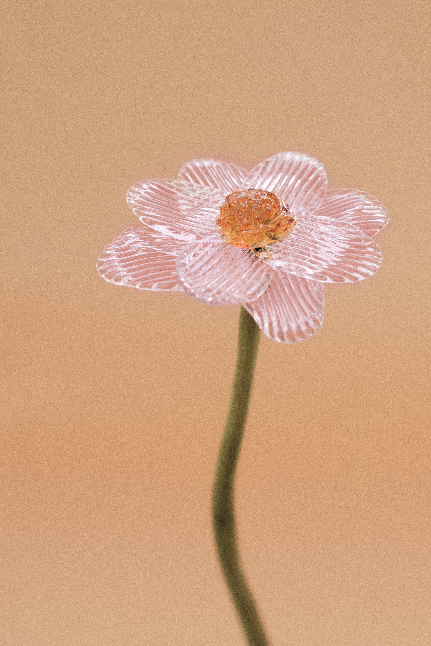Flor Margarita Rosa Traslúcido