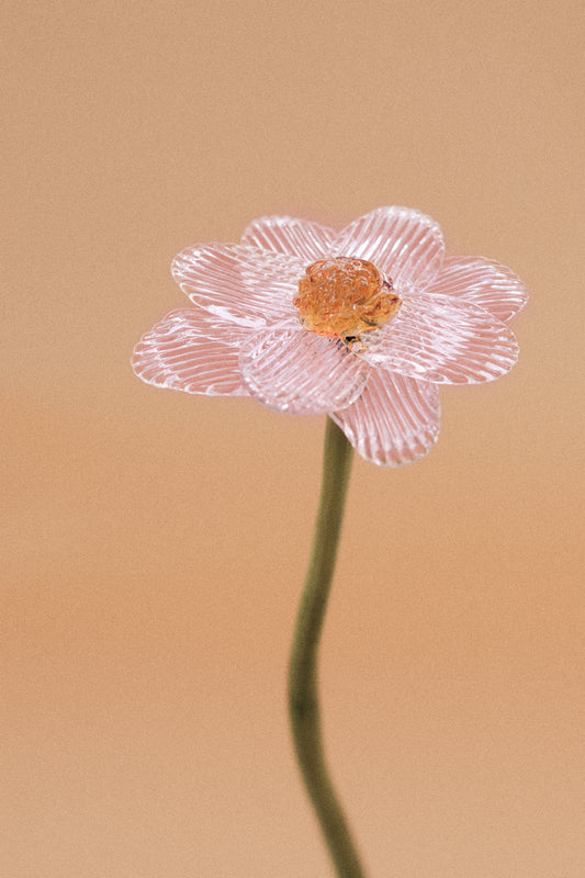 Flor Margarita Rosa Traslúcido