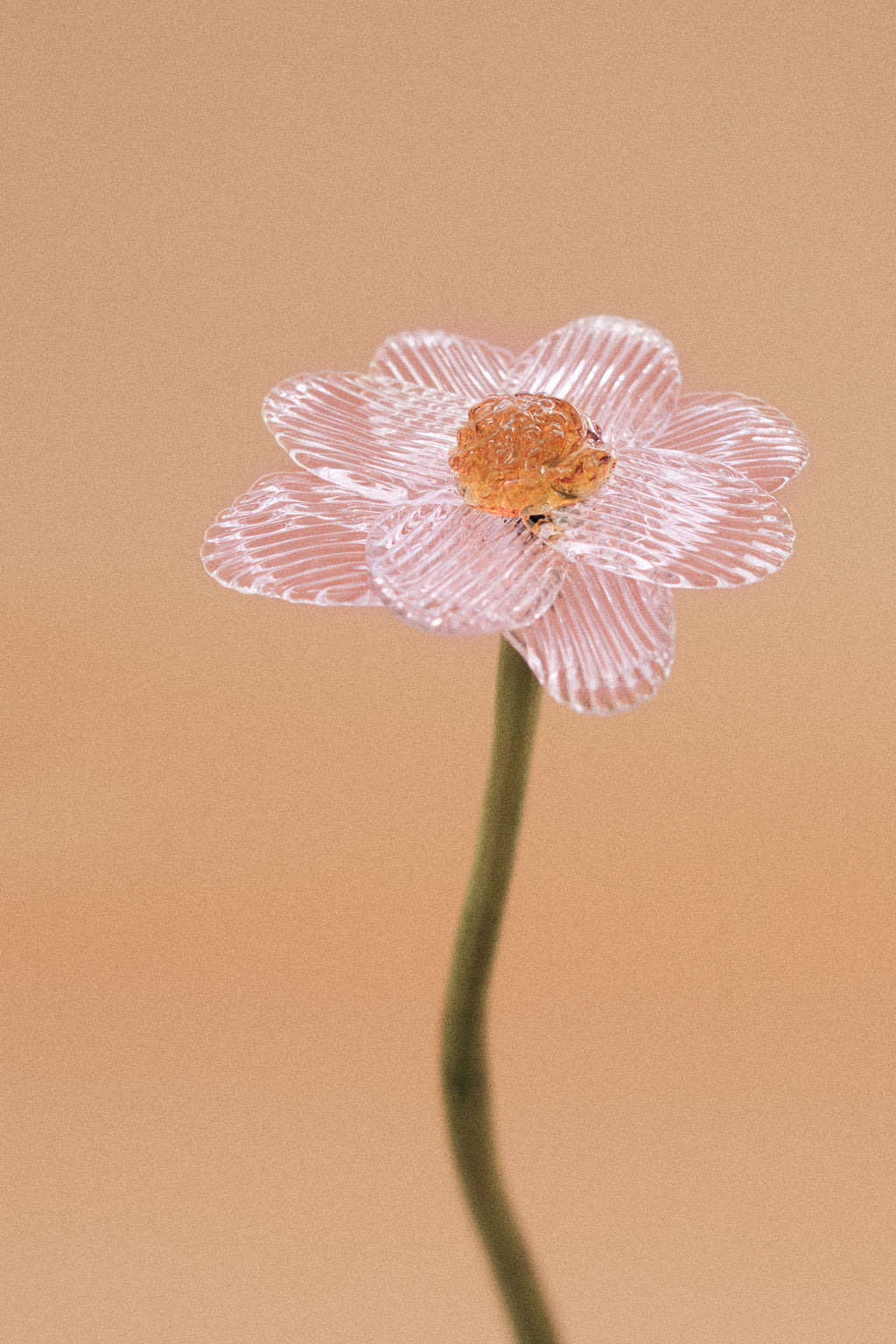 Flor Margarita Rosa Traslúcido