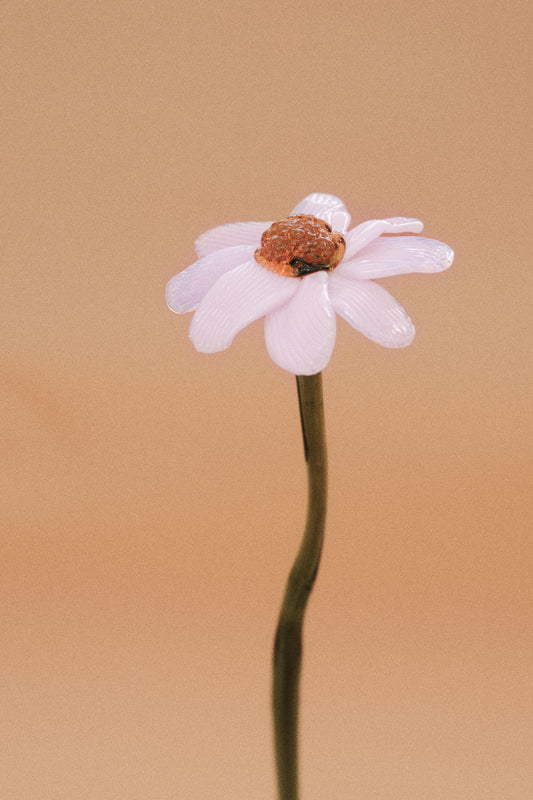 Flor Margarita Rosa Chic