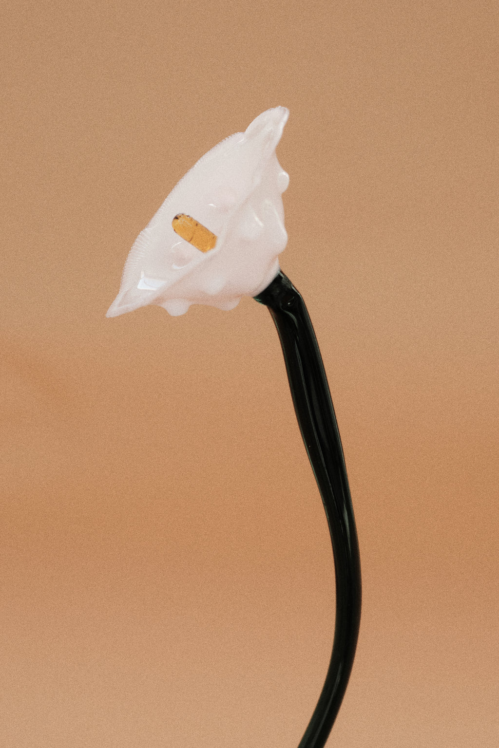 Flor Amapola Blanca
