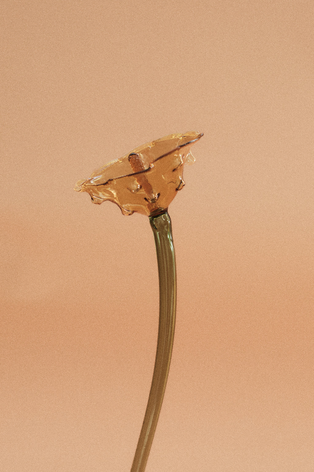 Flor Amapola Limón