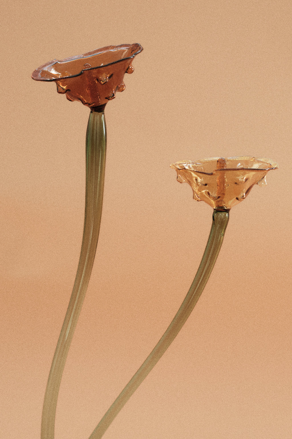 Flor Amapola Limón