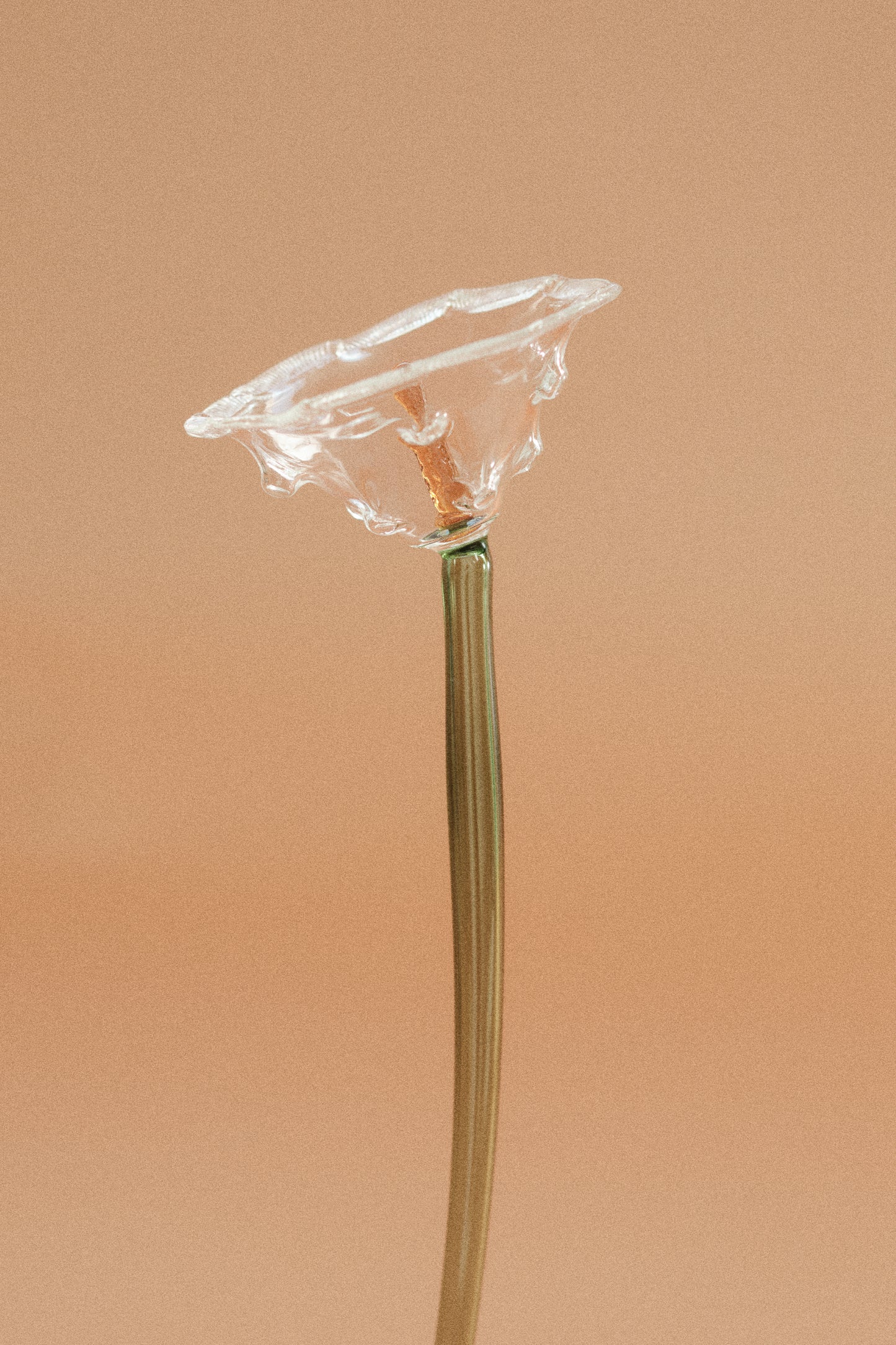 Flor Amapola Transparente