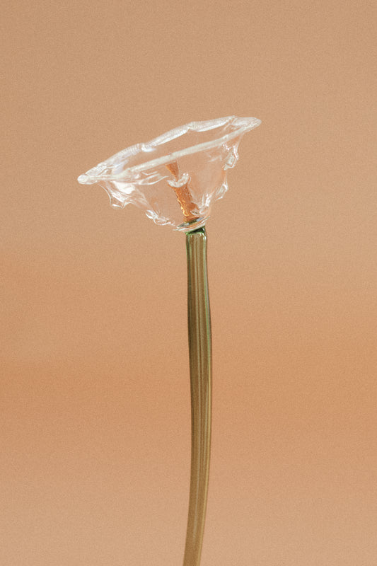 Flor Amapola Transparente