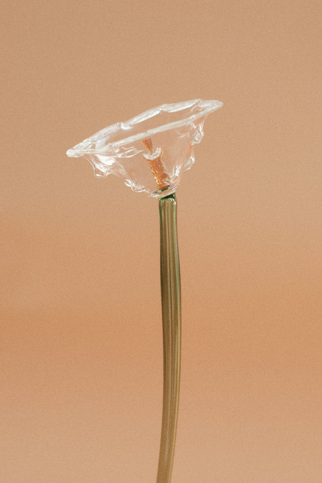 Flor Amapola Transparente