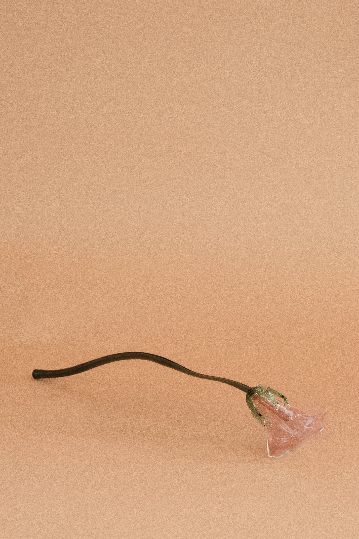 Flor Cala Rosa Traslúcida con hojas