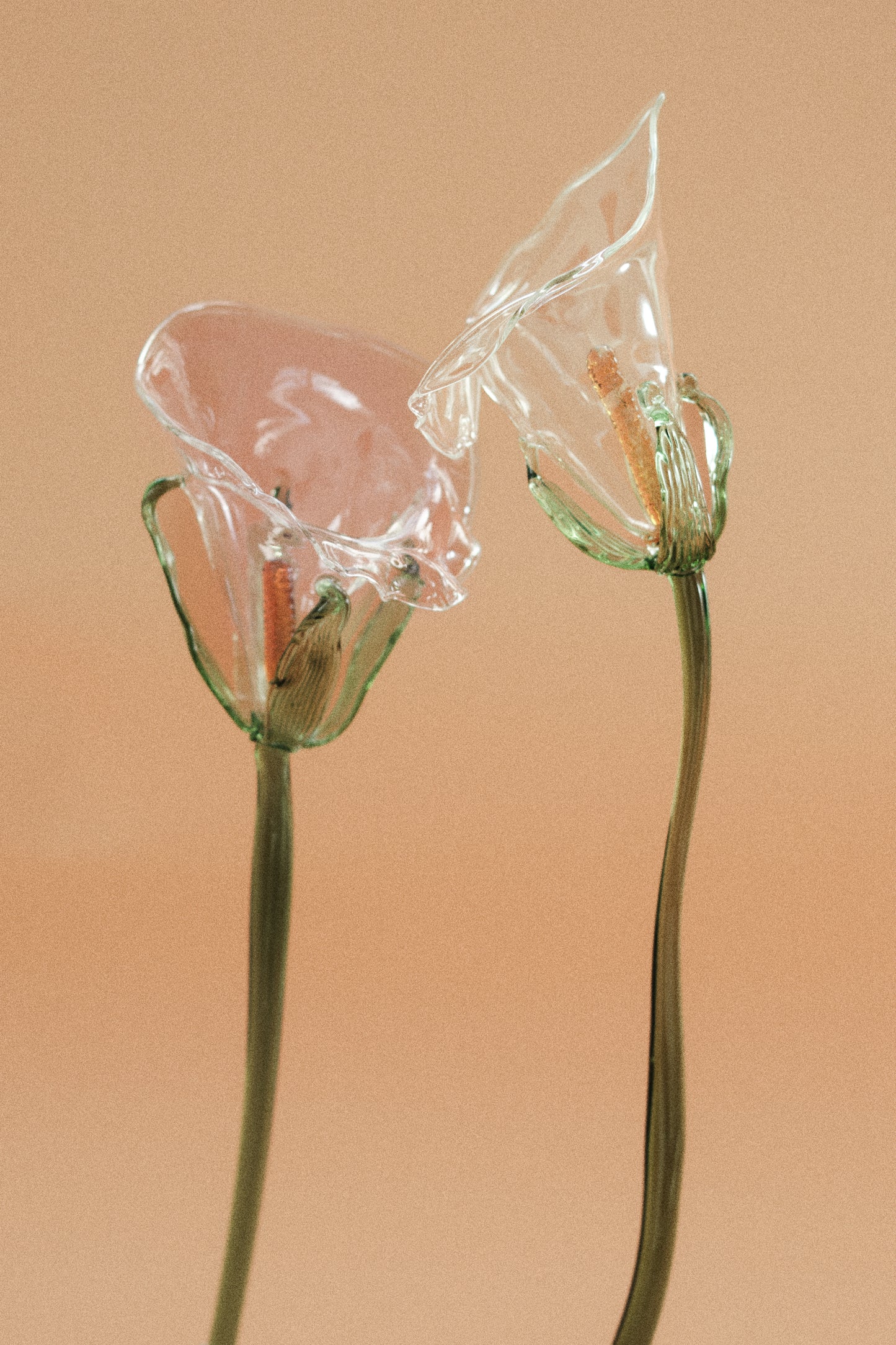 Flor Cala Rosa Traslúcida con hojas