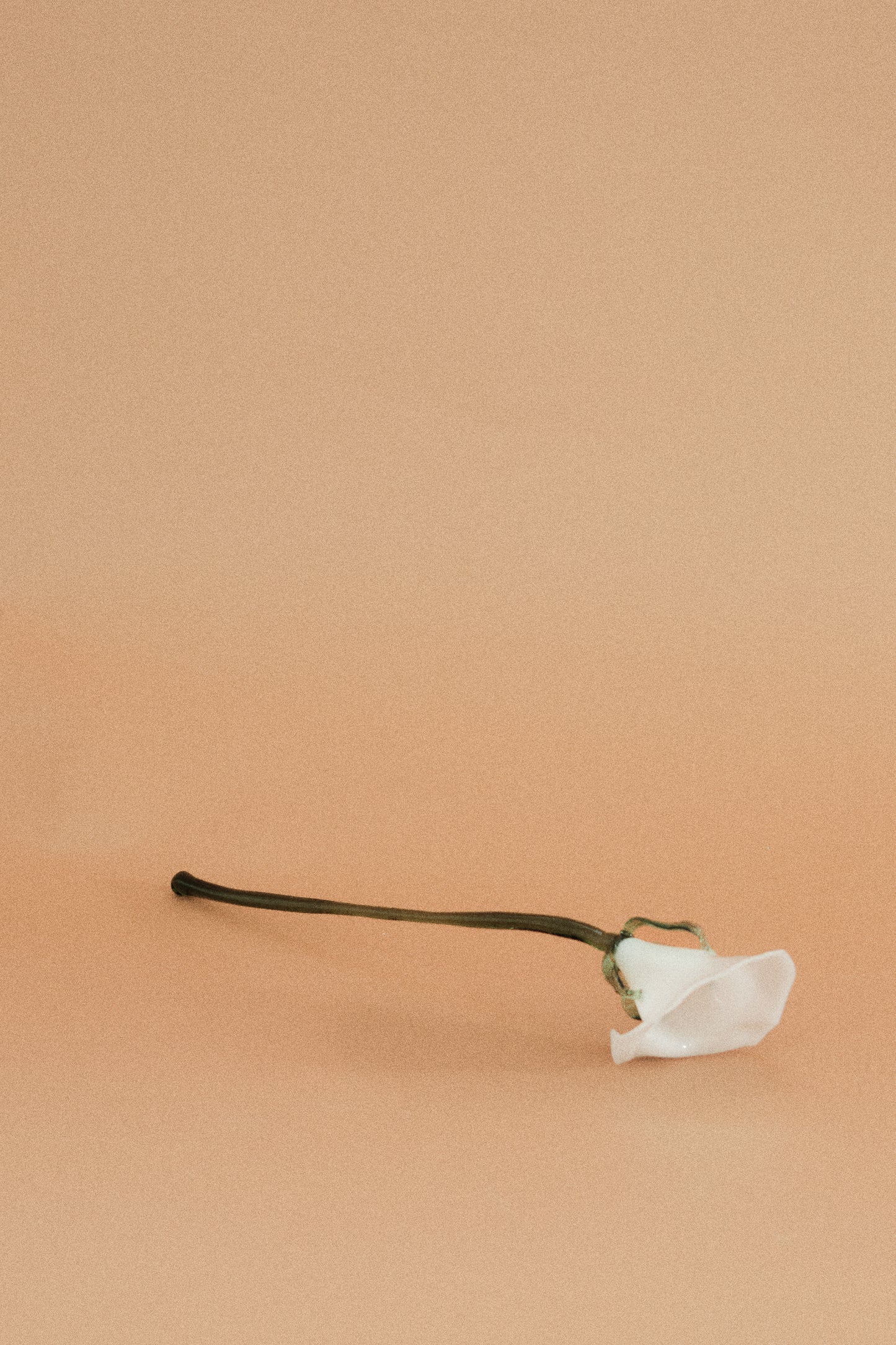 Flor Cala Blanca con hojas