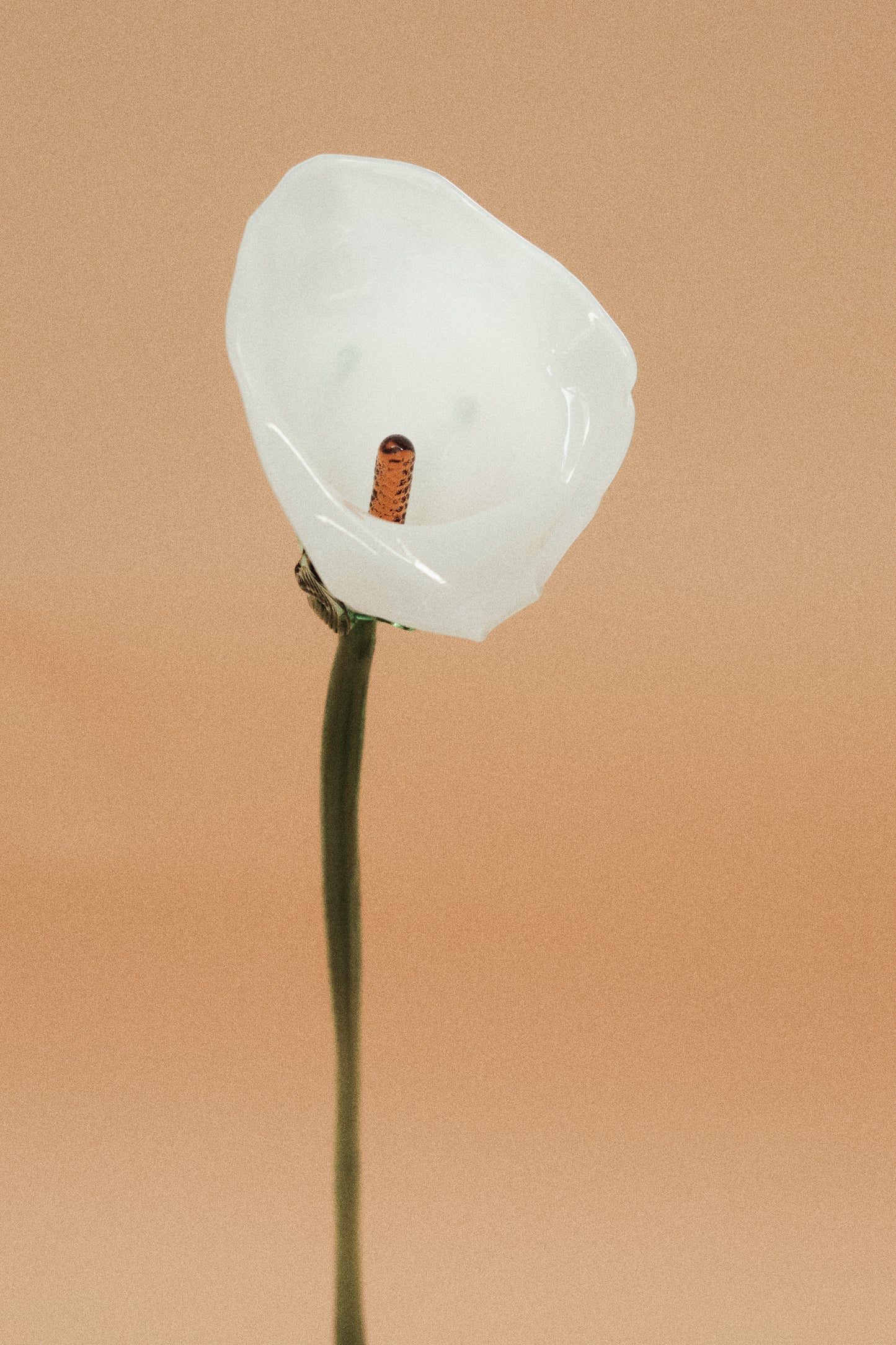 Flor Cala Blanca con hojas