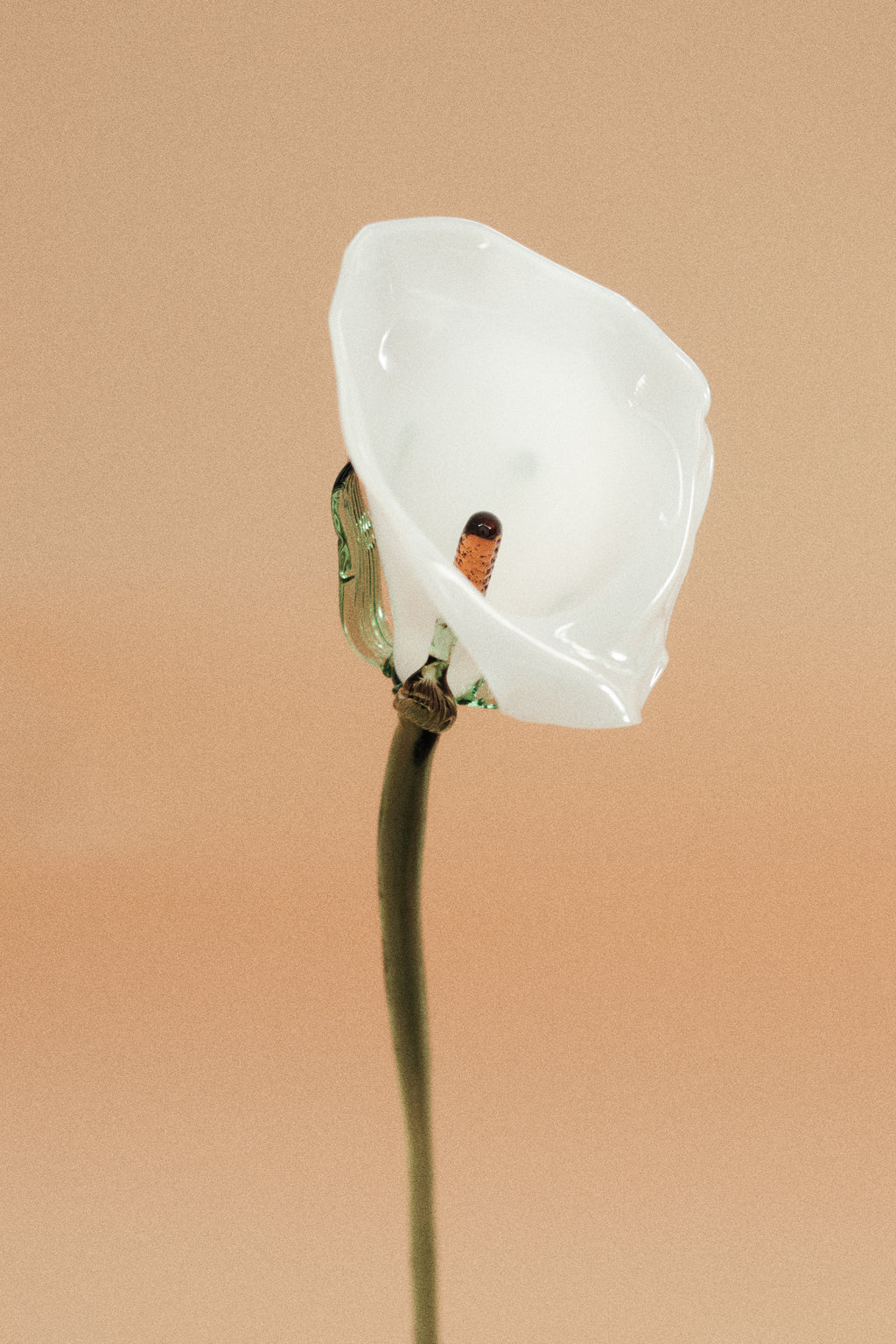 Flor Cala Blanca con hojas