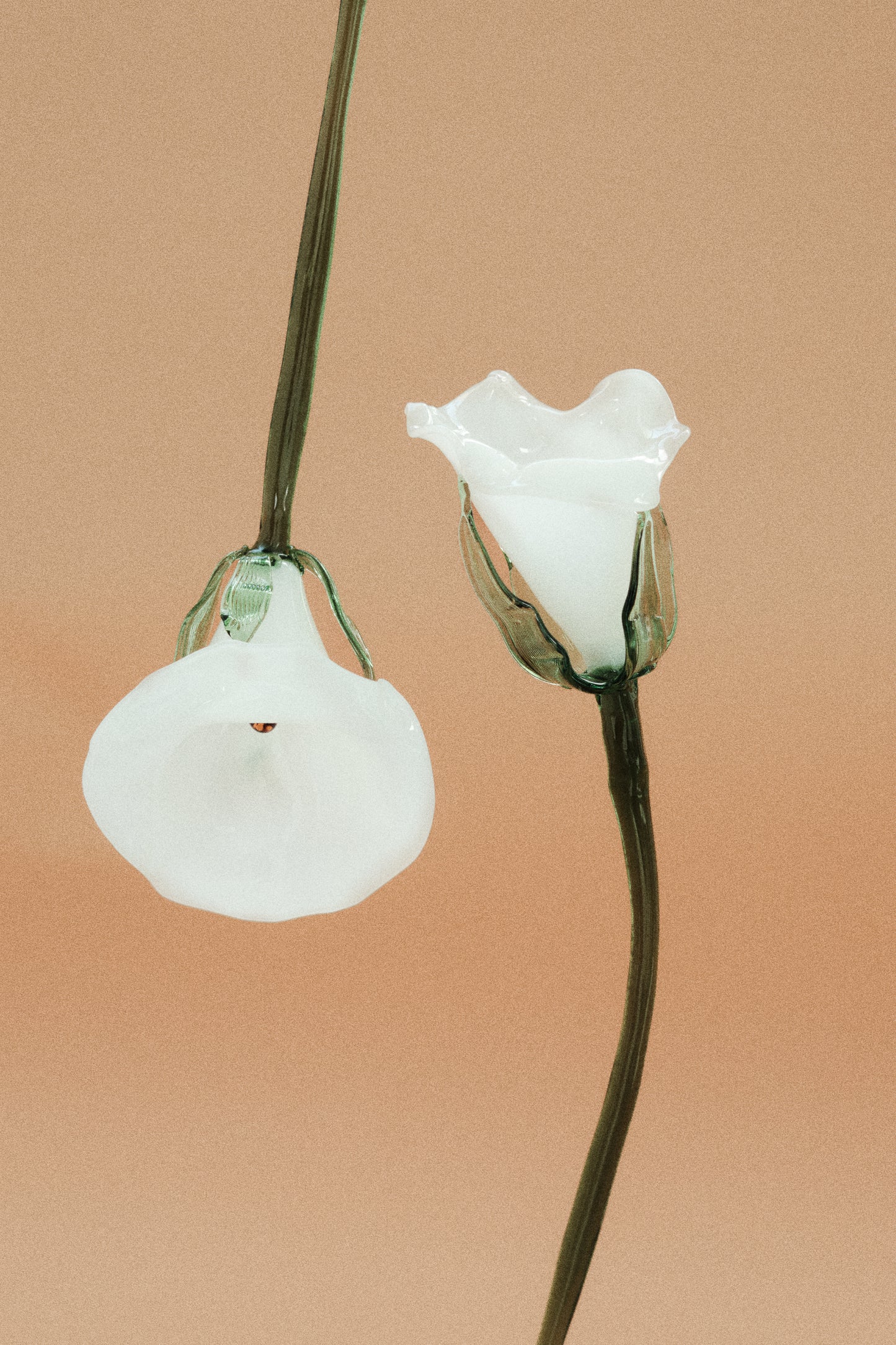 Flor Cala Blanca con hojas